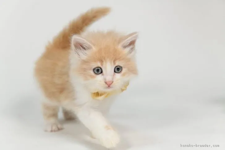 Buru 様のお迎えした子猫