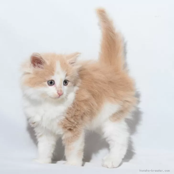 ID:2402-00378の子猫