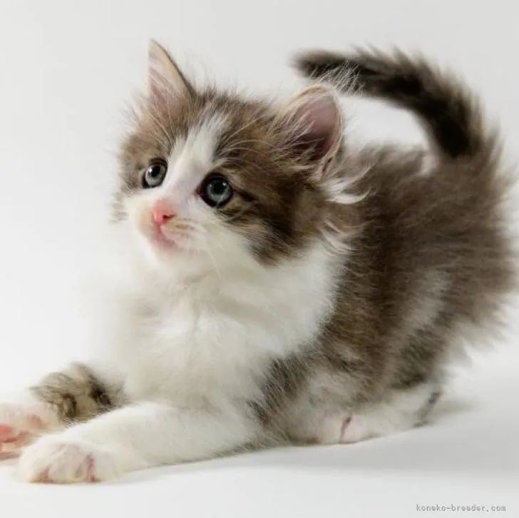 ID：2209-02759の子猫