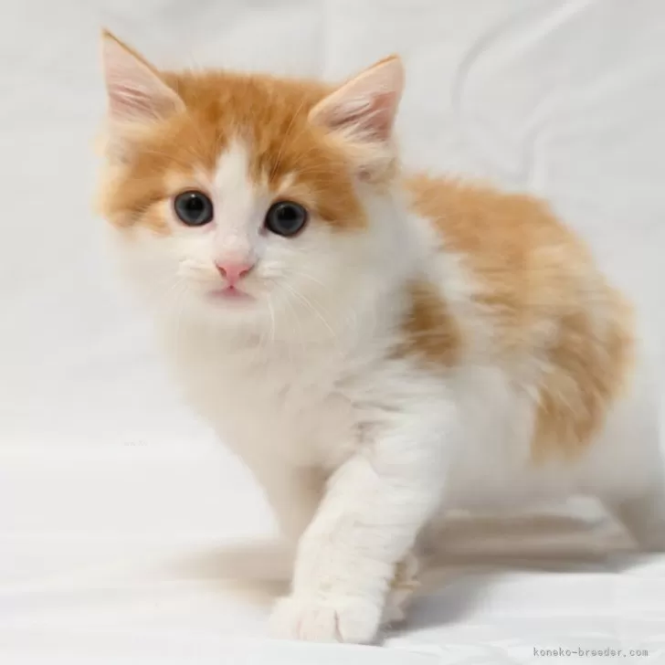 ID:2312-01805の子猫