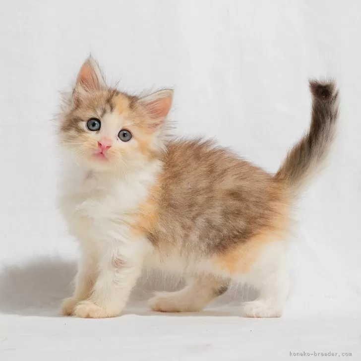 カズ 様のお迎えした子猫