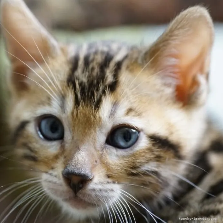 nori 様のお迎えした子猫