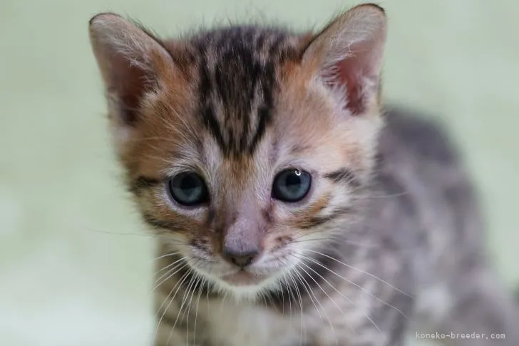 ID:2202-01834の子猫
