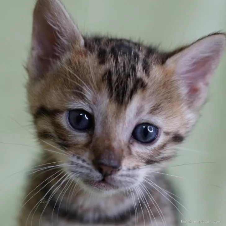 あや 様のお迎えした子猫