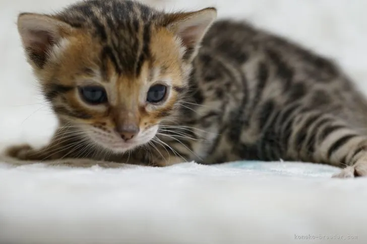 ID:2204-00104の子猫