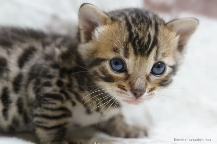 ID:2204-00103の子猫