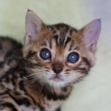 ベンガル【福岡県・男の子・2023年9月11日・ブラウンスポテッドタビー】の写真「可愛らしい男の子」