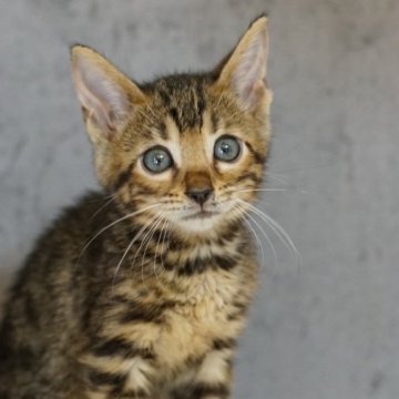 ベンガル【福岡県・女の子・2024年7月13日・ブラウンスポテッドタビー】の写真「可愛らしい女の子です」