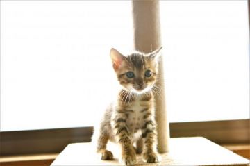 ベンガル【福岡県・男の子・2018年2月24日・ブラウン(ブラック)スポテッドタビー】の写真「お顔の可愛い男の子です。」