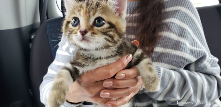 浜田　智美(はまだ　ともみ)ブリーダー(福岡県・マンチカン・ACC登録)の紹介写真3