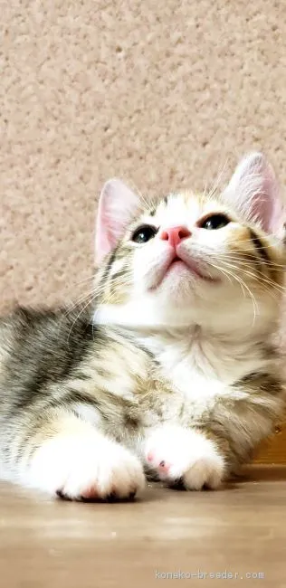 ID:1908-01368の子猫