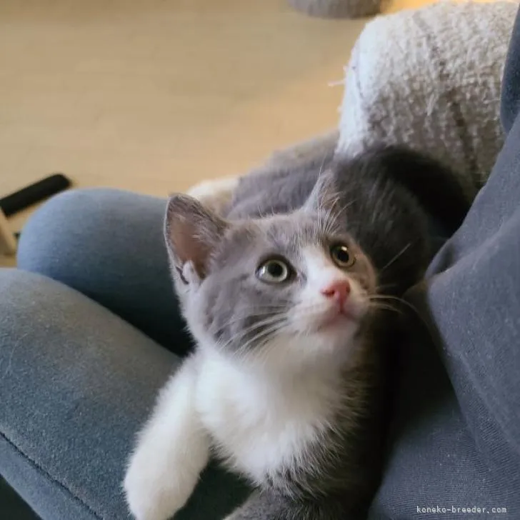 T.H 様のお迎えした子猫