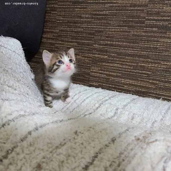 Y.T 様のお迎えした子猫