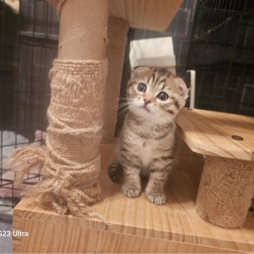 マンチカン(長足)【福岡県・女の子・2024年11月18日・ブラウンタビー（ショート）】の写真「垂れ耳、たれ目の可愛女の子です。😊」