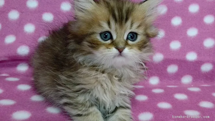 ID:1612-00545の子猫