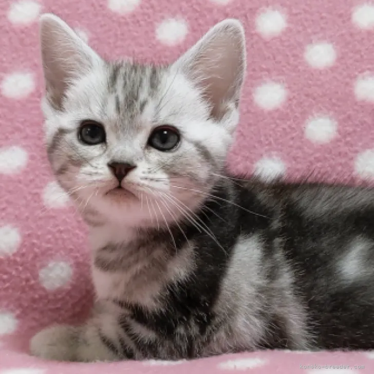 ID:2211-00671の子猫