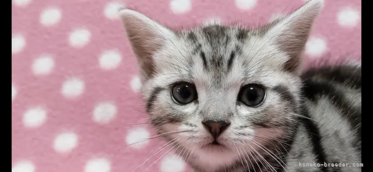ID:2103-02069の子猫