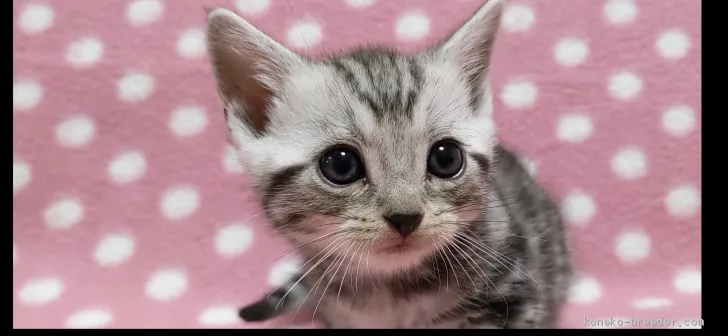 ID：2011-00316の子猫