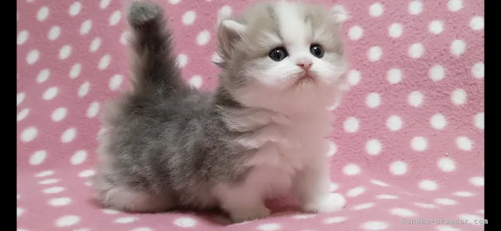 ID:2105-00598の子猫