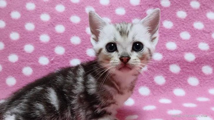 ID:2007-00487の子猫