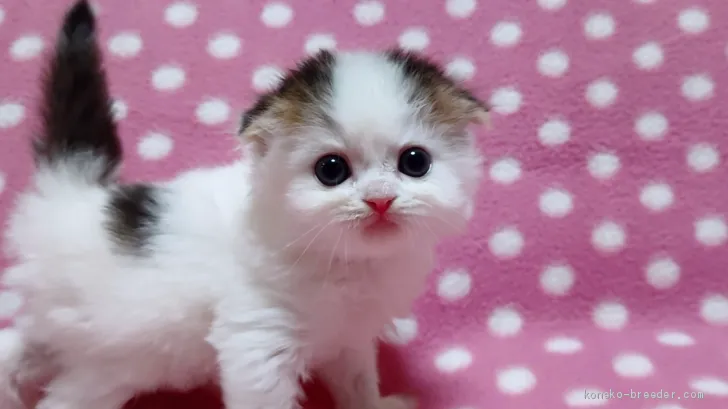 ID:2003-01307の子猫