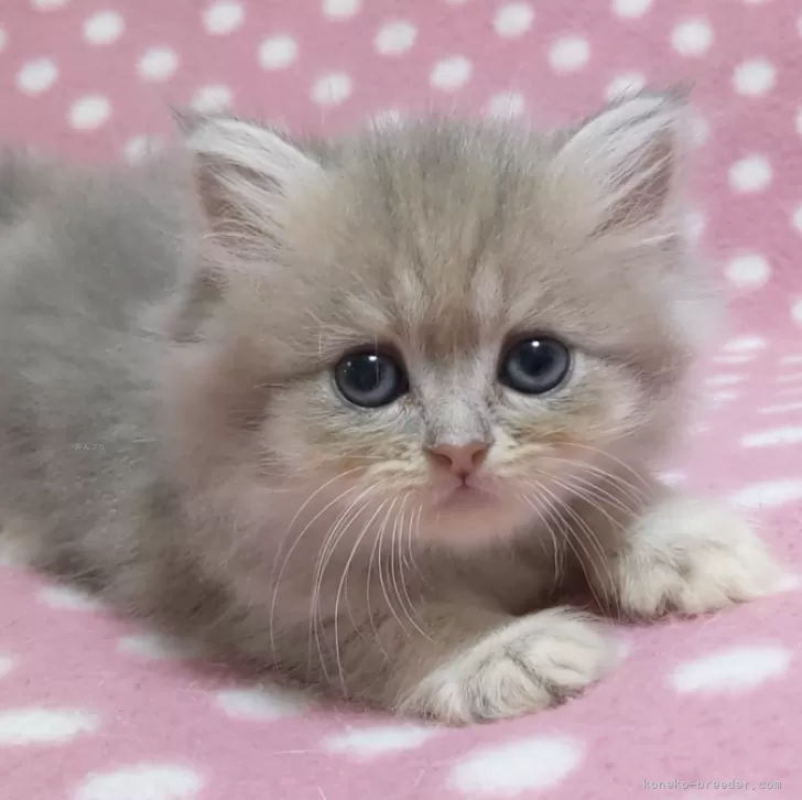 あずにゃん 様のお迎えした子猫