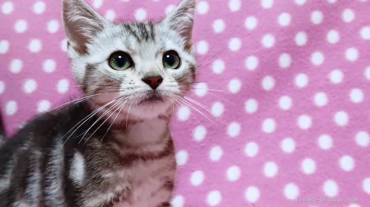 ID:1906-02037の子猫