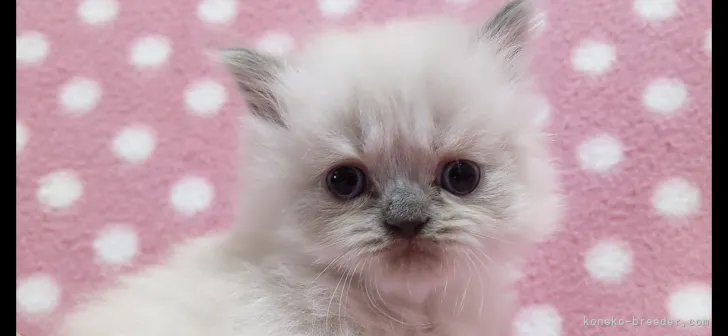 H.N 様のお迎えした子猫