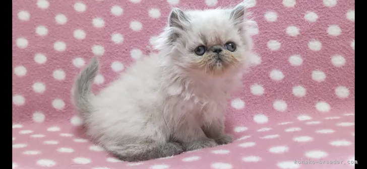 ちっち 様のお迎えした子猫