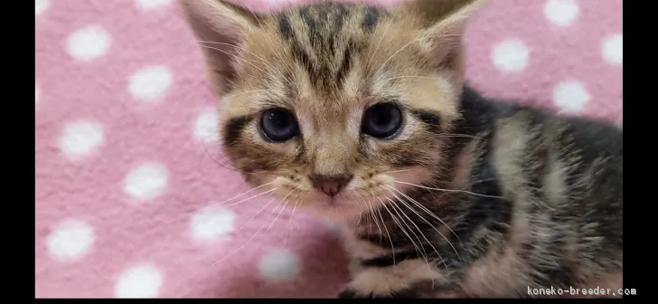 ID:2009-01649の子猫