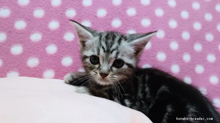 ID:2004-01187の子猫