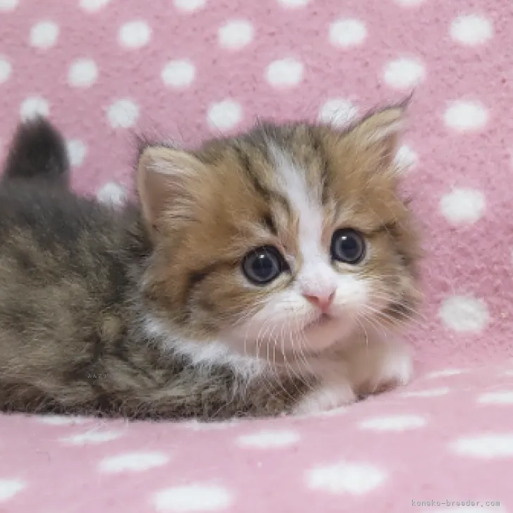 ID:2310-00887の子猫