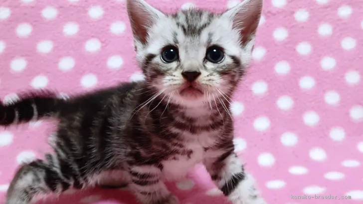 ID:1907-00015の子猫