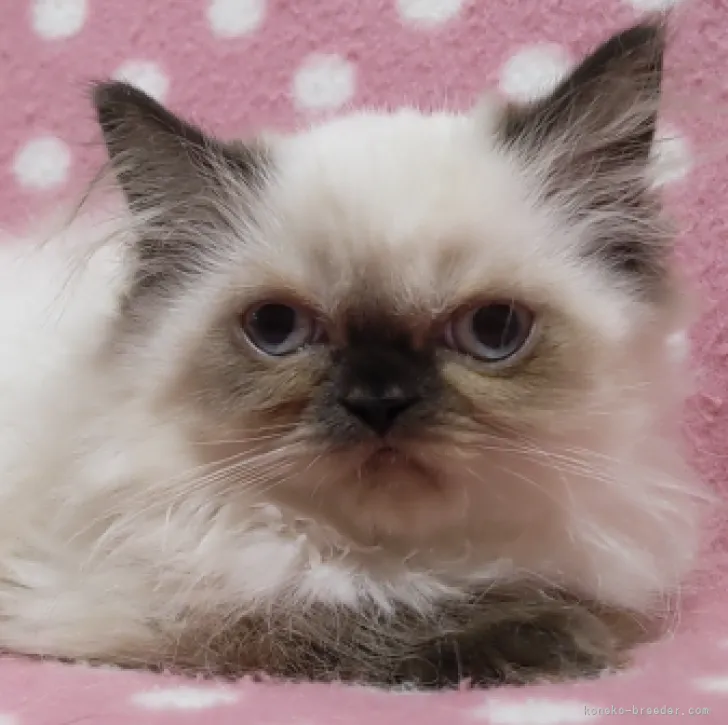 直ちゃんです! 様のお迎えした子猫