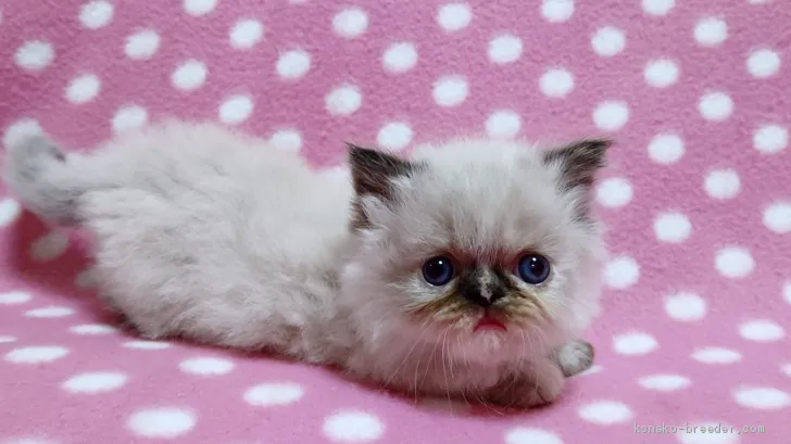 ID：2003-00495の子猫