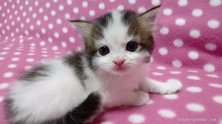 そら 様のお迎えした子猫