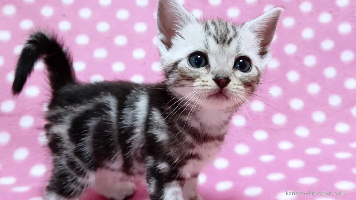 ID：1907-00464の子猫