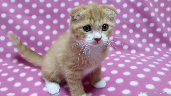 ビキ 様のお迎えした子猫