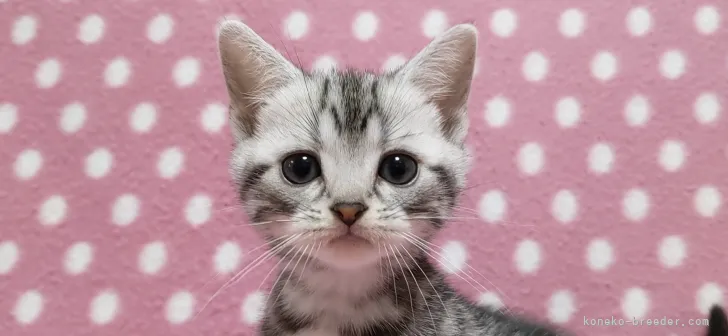 ID:2104-02319の子猫