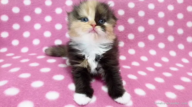 杉ちゃん 様のお迎えした子猫
