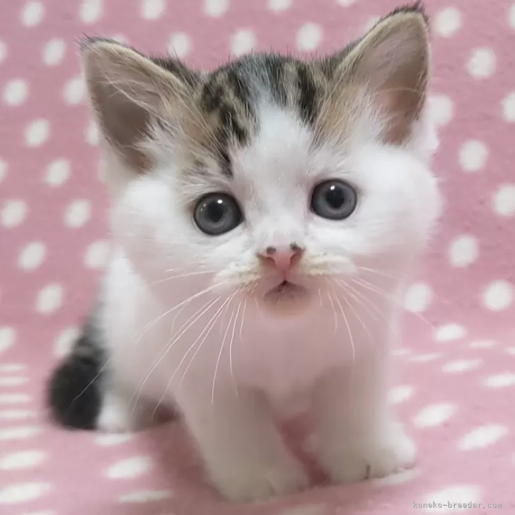 こむぎちゃん様専用 シャム猫 マンチカン 真っ白スコティッシュ 