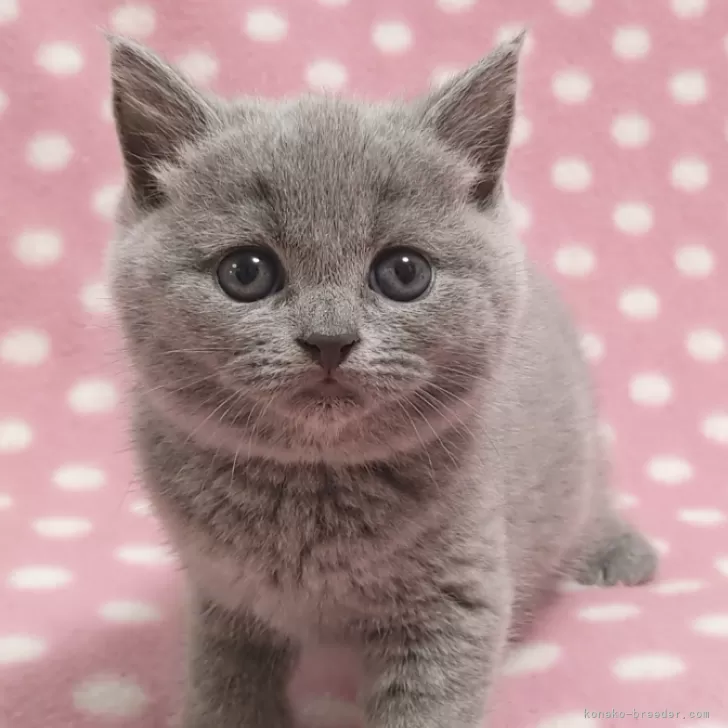 ID:2407-03336の子猫