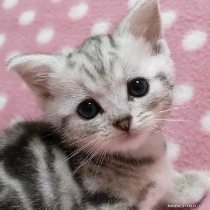 ID:2209-02203の子猫