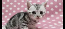 アメリカンショートヘア【愛知県・男の子・2022年2月27日・シルバータビー】の写真1「4/17撮影」