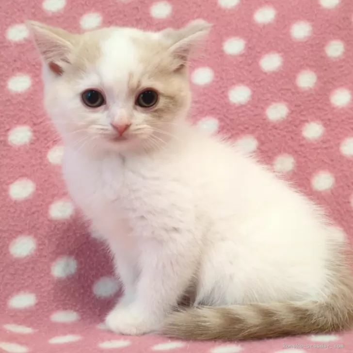 トリニチ 様のお迎えした子猫