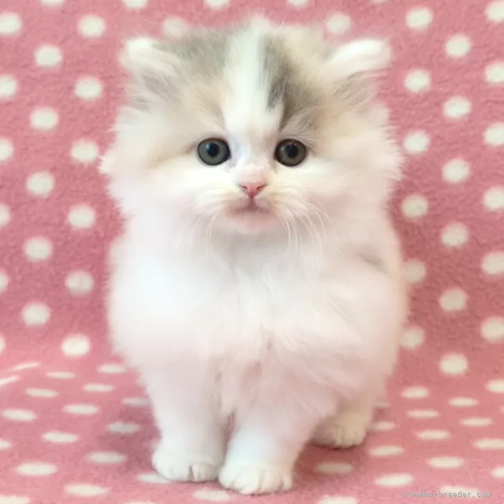 ID:2502-01157の子猫
