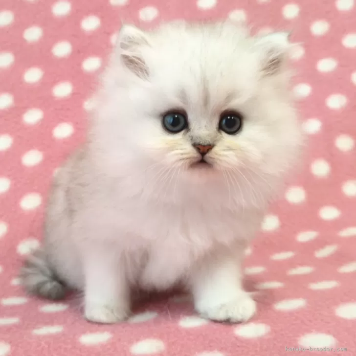 ID:2504-01973の子猫