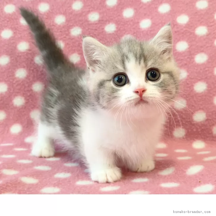 T.M 様のお迎えした子猫