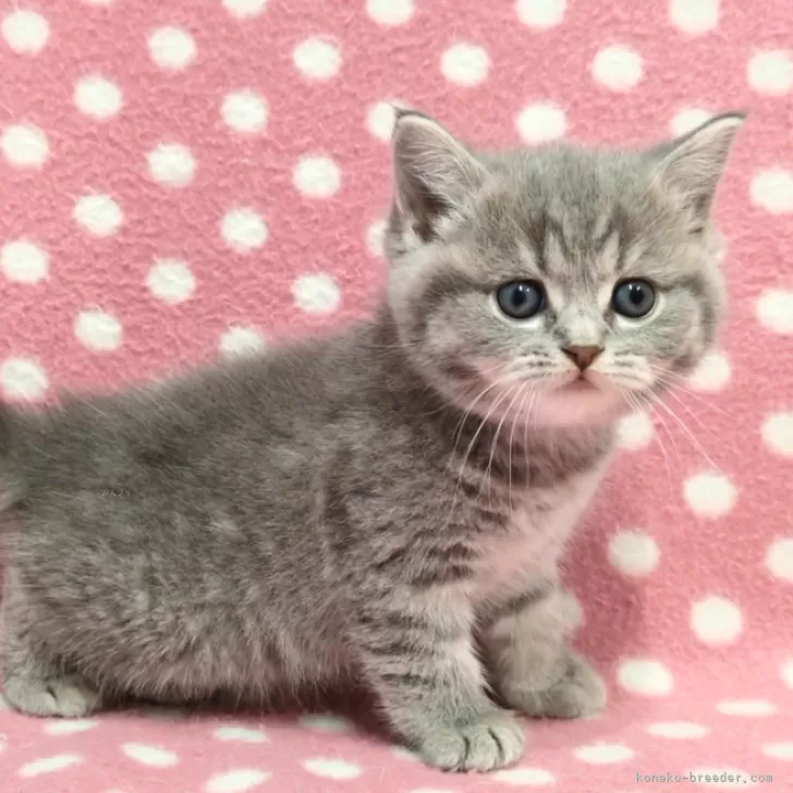 ID：2412-02569の子猫