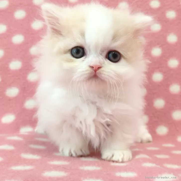 ID:2502-01260の子猫